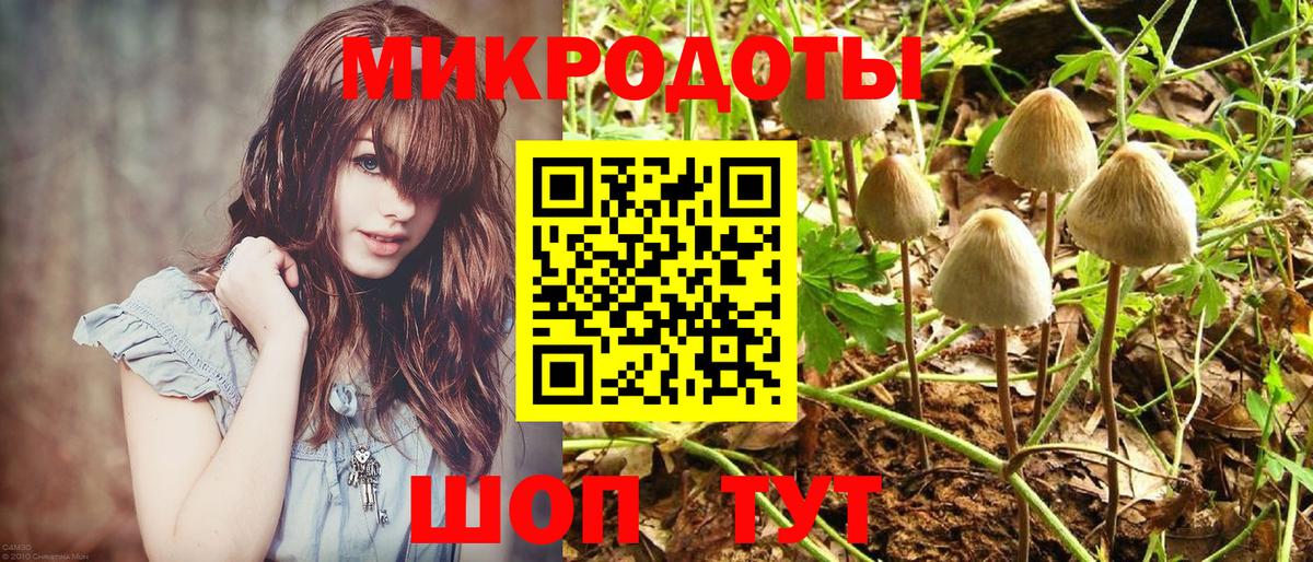 Псилоцибиновые грибы Psilocybe Лыткарино